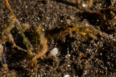 CoralTriangleLembeh-202211-070