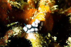 CoralTriangleLembeh-202211-071