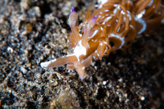 CoralTriangleLembeh-202211-072