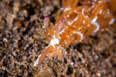 CoralTriangleLembeh-202211-073