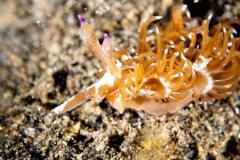 CoralTriangleLembeh-202211-074