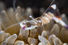 CoralTriangleLembeh-202211-075