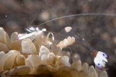 CoralTriangleLembeh-202211-076