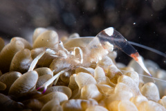 CoralTriangleLembeh-202211-077