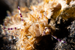 CoralTriangleLembeh-202211-078