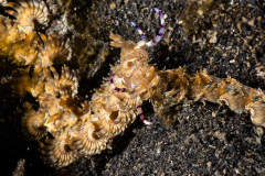 CoralTriangleLembeh-202211-079