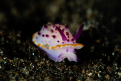 CoralTriangleLembeh-202211-081