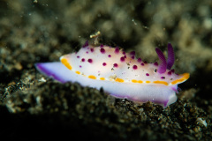 CoralTriangleLembeh-202211-082