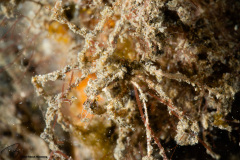 CoralTriangleLembeh-202211-083