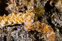 CoralTriangleLembeh-202211-085