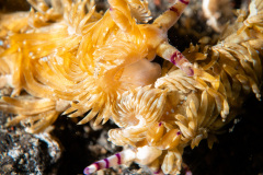 CoralTriangleLembeh-202211-086