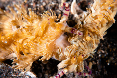 CoralTriangleLembeh-202211-087