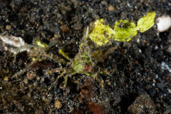 CoralTriangleLembeh-202211-089