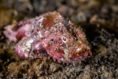 CoralTriangleLembeh-202211-092