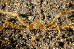 CoralTriangleLembeh-202211-093