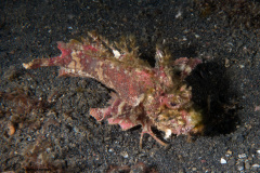 CoralTriangleLembeh-202211-095