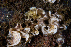 CoralTriangleLembeh-202211-096