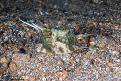 CoralTriangleLembeh-202211-097