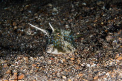 CoralTriangleLembeh-202211-098