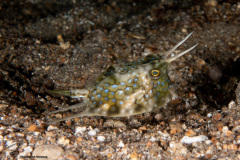 CoralTriangleLembeh-202211-099