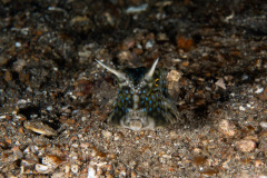 CoralTriangleLembeh-202211-100