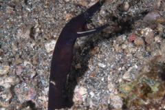 CoralTriangleLembeh-202211-101