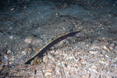 CoralTriangleLembeh-202211-102