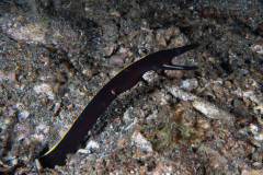 CoralTriangleLembeh-202211-103