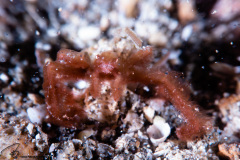 CoralTriangleLembeh-202211-104