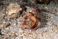 CoralTriangleLembeh-202211-108