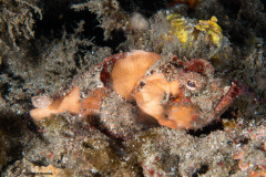 CoralTriangleLembeh-202211-109