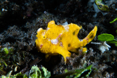 CoralTriangleLembeh-202211-110