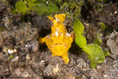 CoralTriangleLembeh-202211-111