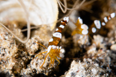 CoralTriangleLembeh-202211-112