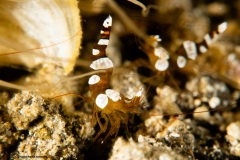 CoralTriangleLembeh-202211-113