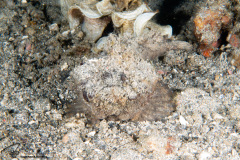 CoralTriangleLembeh-202211-114