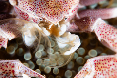 CoralTriangleLembeh-202211-115