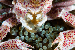 CoralTriangleLembeh-202211-116