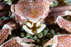 CoralTriangleLembeh-202211-117