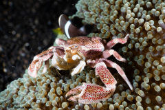 CoralTriangleLembeh-202211-118