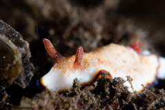 CoralTriangleLembeh-202211-119