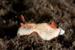 CoralTriangleLembeh-202211-120