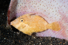 CoralTriangleLembeh-202211-122