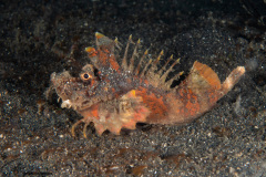 CoralTriangleLembeh-202211-123