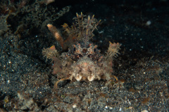 CoralTriangleLembeh-202211-124