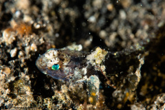 CoralTriangleLembeh-202211-126