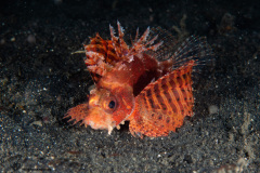 CoralTriangleLembeh-202211-127