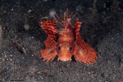 CoralTriangleLembeh-202211-128