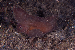 CoralTriangleLembeh-202211-129