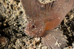 CoralTriangleLembeh-202211-130